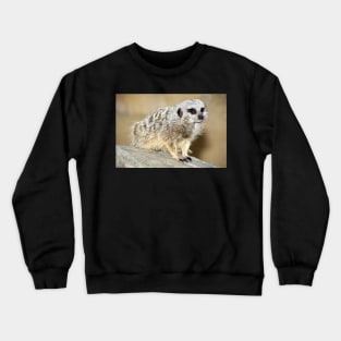 Meerkat Crewneck Sweatshirt